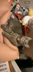 Found/Stray Unknown Cat last seen Hanes Mall, Winston-Salem, NC 27104