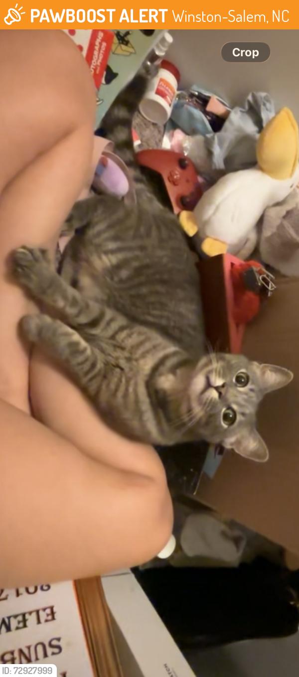Found/Stray Unknown Cat last seen Hanes Mall, Winston-Salem, NC 27104