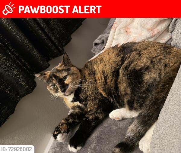 Lost Female Cat last seen Stetson park, sandcreek creek trail , Colorado Springs, CO 80922