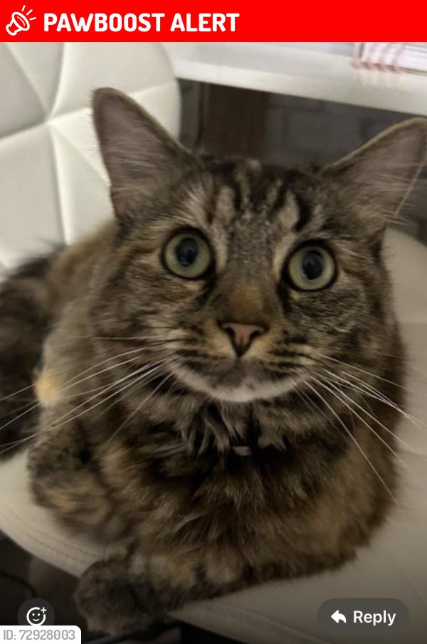 Lost Female Cat last seen Ebdon Arms Pub, Wick Saint Lawrence, England BS22 7YP