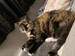 Lost Female Cat last seen Stetson park, sandcreek creek trail , Colorado Springs, CO 80922