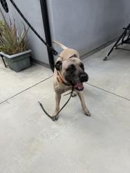 Reunited Female Dog last seen Stratern, Tujunga, Los Angeles, CA 91605