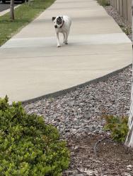 Reunited Male Dog last seen Ireland moss and low meadows , Castle Rock, CO 80109
