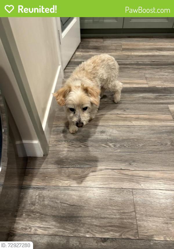 Reunited Male Dog last seen 104th Street & Ruthelen , Inglewood, CA 90303