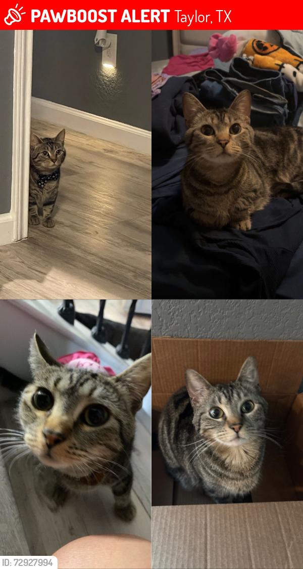 Lost Female Cat last seen HEB , Taylor, TX 76574