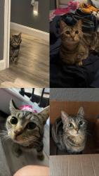Lost Female Cat last seen HEB , Taylor, TX 76574