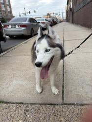Reunited Male Dog last seen 13th & Allegheny Ave, Philadelphia, PA 19132
