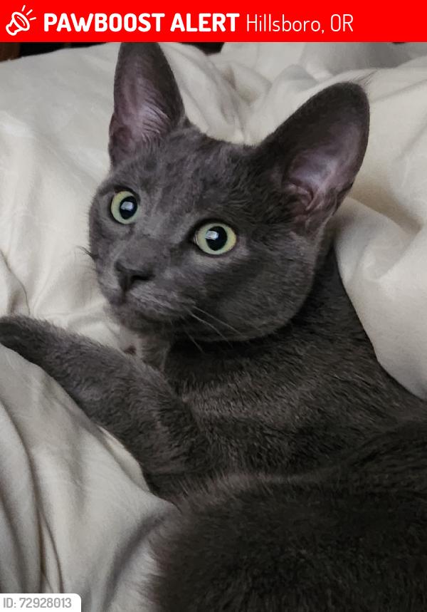 Lost Male Cat last seen Imlay Elementary, Hillsboro, OR 97123