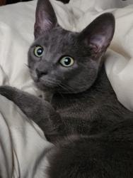 Lost Male Cat last seen Imlay Elementary, Hillsboro, OR 97123