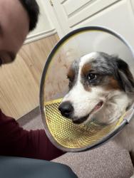 Reunited Male Dog last seen Near Fairlane Ave, Odessa, TX 79762