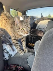 Reunited Female Cat last seen kipling st, Wheat Ridge, CO 80033