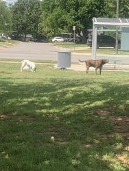 Found/Stray Male Dog last seen Walker and 59th, Oklahoma City, OK 73139