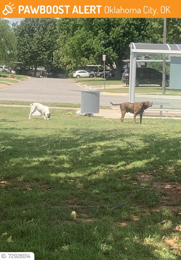 Found/Stray Male Dog last seen Walker and 59th, Oklahoma City, OK 73139
