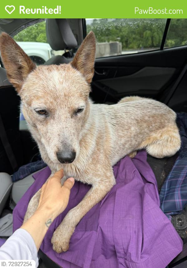 Reunited Male Dog last seen West Henderson high school , Hendersonville, NC 28792