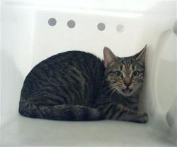 Shelter Stray Female Cat last seen Near BLOCK HACKBERRY DR, HOPE MILLS NC 28348, Fayetteville, NC 28306