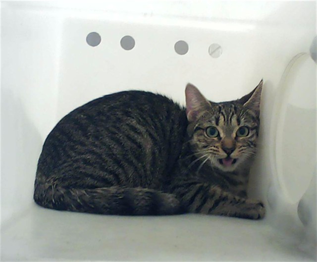 Shelter Stray Female Cat last seen Near BLOCK HACKBERRY DR, HOPE MILLS NC 28348, Fayetteville, NC 28306