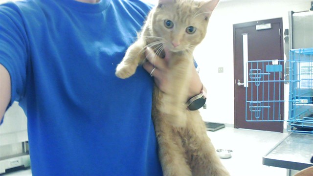 Shelter Stray Female Cat last seen Near BLOCK LEONARD PL, HOPE MILLS NC 28348, Fayetteville, NC 28306