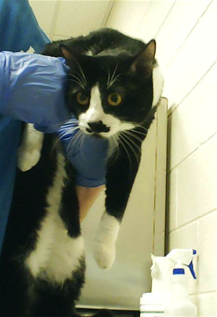 Shelter Stray Male Cat last seen Near BLOCK LEONARD PL, HOPE MILLS NC 28348, Fayetteville, NC 28306
