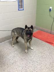Shelter Stray Female Dog last seen Near BLOCK KILLDEER ST, Brighton, CO 80601