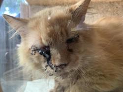 Shelter Stray Male Cat last seen TAFT ST & FRIENZA AVE, Sacramento, CA 95818