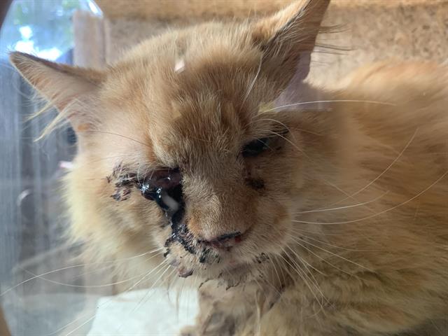 Shelter Stray Male Cat last seen TAFT ST & FRIENZA AVE, Sacramento, CA 95818