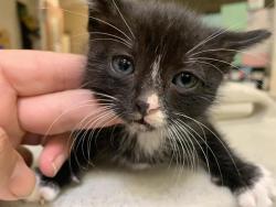 Shelter Stray Male Cat last seen ROSE MEAD CIR & FARM DALE WAY, Sacramento, CA 95818