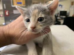 Shelter Stray Female Cat last seen ROSE MEAD CIR & FARM DALE WAY, Sacramento, CA 95818