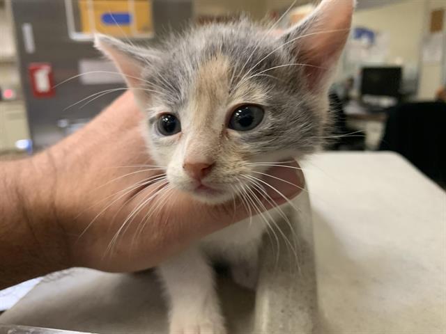 Shelter Stray Female Cat last seen ROSE MEAD CIR & FARM DALE WAY, Sacramento, CA 95818