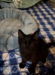 Found/Stray Unknown Cat last seen Near Covey Trail Oakwood, GA , Oakwood, GA 30566