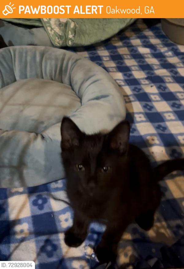 Found/Stray Unknown Cat last seen Near Covey Trail Oakwood, GA , Oakwood, GA 30566