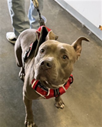 Shelter Stray Female Dog last seen , Los Angeles, CA 90047
