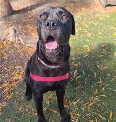 Shelter Stray Female Dog last seen POMPANO, Hayward, CA 94544