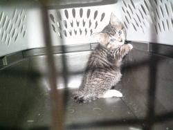 Shelter Stray Female Cat last seen Near BLOCK SW 159TH ST, Oklahoma City, OK 73129