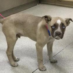 Shelter Stray Male Dog last seen COLUMBIA AVE / MAIN ST, RIVERSIDE CA 92501, Jurupa Valley, CA 92509