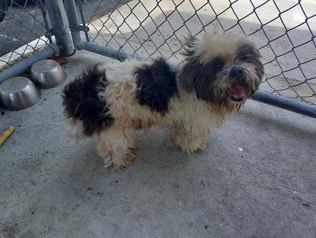 Shelter Stray Male Dog last seen Near BLOCK MCKINLEY ST, HOLLYWOOD FL 33020, Davie, FL 33312