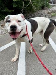 Shelter Stray Male Dog last seen ALLEY BEHIND 4031 S 3RD ST, Watterson Park, KY 40218