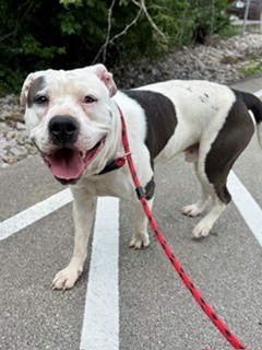 Shelter Stray Male Dog last seen ALLEY BEHIND 4031 S 3RD ST, Watterson Park, KY 40218