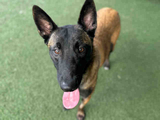 Shelter Stray Female Dog last seen COLE GRADE RD, Bonita, CA 91902