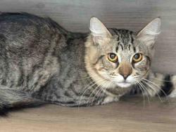 Shelter Stray Male Cat last seen , Bonita, CA 91902