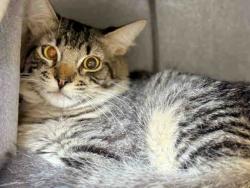Shelter Stray Male Cat last seen , Bonita, CA 91902