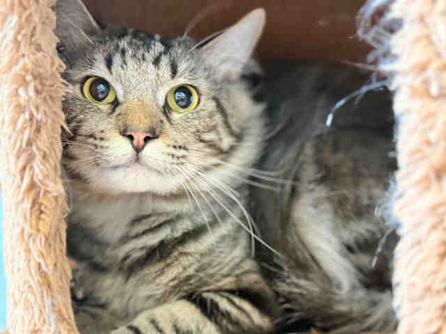 Shelter Stray Male Cat last seen , Bonita, CA 91902