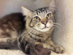 Shelter Stray Male Cat last seen , Bonita, CA 91902