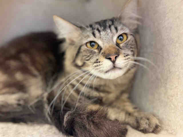 Shelter Stray Male Cat last seen , Bonita, CA 91902