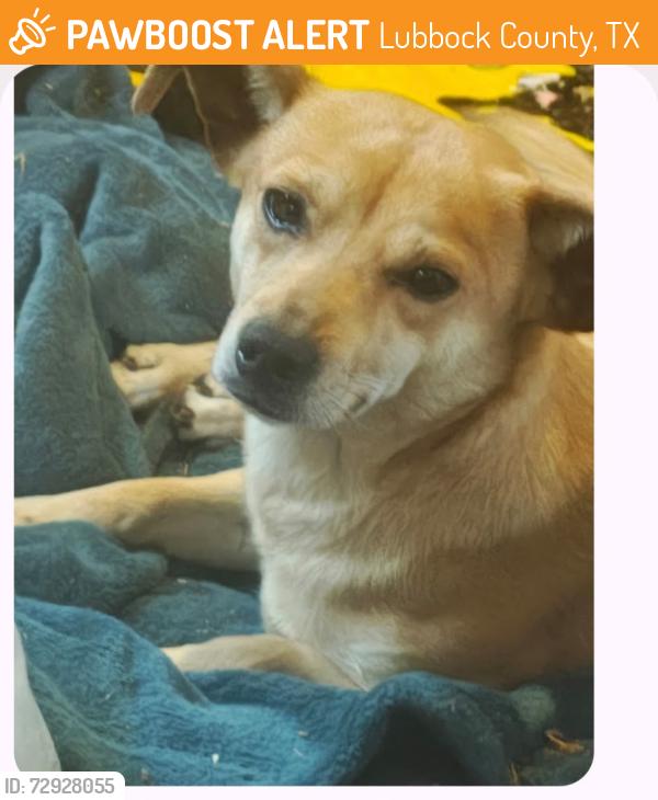 Found/Stray Male Dog last seen Woodrow road and indiana ave, Lubbock County, TX 79423