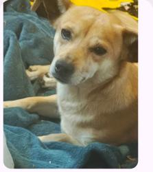 Found/Stray Male Dog last seen Woodrow road and indiana ave, Lubbock County, TX 79423