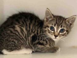 Shelter Stray Female Cat last seen PINE  X HAVERFORD, Bonita, CA 91902