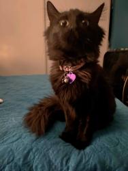 Lost Female Cat last seen Meikle Lane and lake mead, Las Vegas, NV 89156