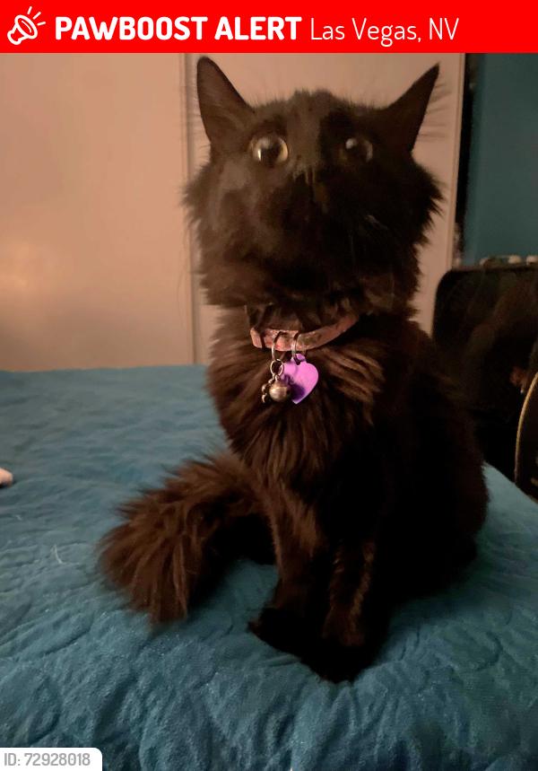 Lost Female Cat last seen Meikle Lane and lake mead, Las Vegas, NV 89156
