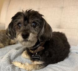 Reunited Female Dog last seen Ventura Rd and Oxnard Blvd, Oxnard, CA 93036