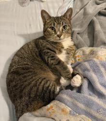 Lost Female Cat last seen Countryview Subdivision/Bobbit Road/Mathis Crossing , Milan, TN 38358